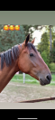 Cheval à vendre Naos Gede 