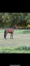 Cheval à vendre Naos Gede 