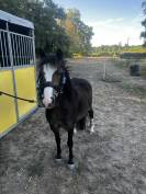 Poney Welsh Moutain Pony