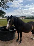Poney Welsh Moutain Pony