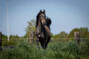 Supercoole,superlieve Arabisch volbloed jaarling hengst