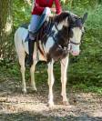 Mare Paint For sale 2012 Overo
