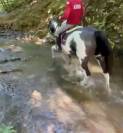 Mare Paint For sale 2012 Overo