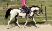 Mare Paint For sale 2012 Overo