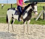 Mare Paint For sale 2012 Overo
