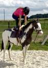 Mare Paint For sale 2012 Overo