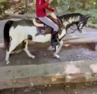 Mare Paint For sale 2012 Overo