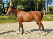 Jument par Good Pleasure Semilly