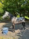 Superbe hongre de 5 ans, ideal Hunter/CSO