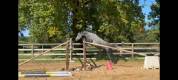 Superbe hongre de 5 ans, ideal Hunter/CSO