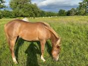Paint horse PP