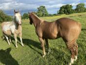 Paint horse PP