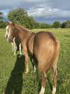 Paint horse PP
