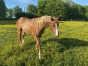 Paint horse PP