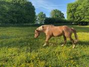Paint horse PP