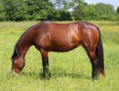 PONETTE 5 ANS