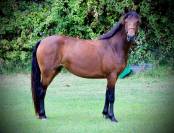 PONETTE 5 ANS