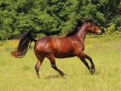 PONETTE 5 ANS