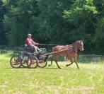Hongre 3ans franche-montagne 