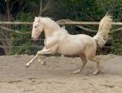 Perlino 3 ans