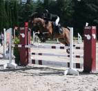 Poney D étalon à louer 