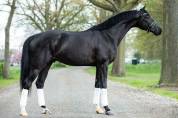 Hongre 7 ans par Governor par Totilas x Apache 