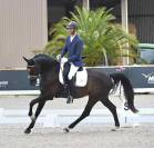 Hongre 7 ans par Governor par Totilas x Apache 
