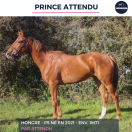 PRINCE ATTENDU - PS - 4 ANS 