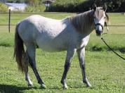 POULAIN CONNEMARA 2 ANS EN 2026 