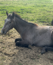 POULAIN CONNEMARA 2 ANS EN 2026