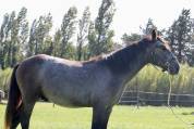 POULAIN CONNEMARA 2 ANS EN 2026