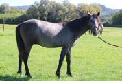 POULAIN CONNEMARA 2 ANS EN 2026