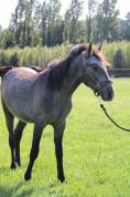 POULAIN CONNEMARA 2 ANS EN 2026