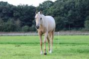 À CONFIER ponette 
