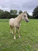À CONFIER ponette 