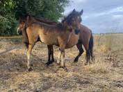 Poney OC taille B 