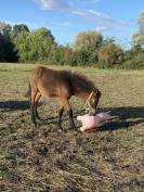 Poney OC taille B 