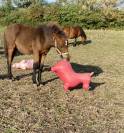 Poney OC taille B 