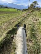 Cheval de balade