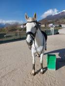 Cheval de balade