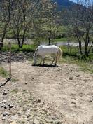 Cheval de balade