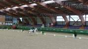 Cheval de balade