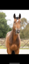 Super cheval à vendre ! 