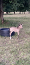 Magic Poney de 3 ans 