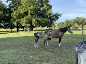 Magic Poney de 3 ans 
