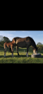 Little Ponette de 4 ans 