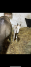 Only Poney mâle de 1 an