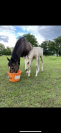 Only Poney mâle de 1 an