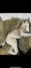Only Poney mâle de 1 an