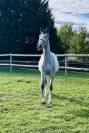 Pouliche de 2 ans issue de deux parents 5* 